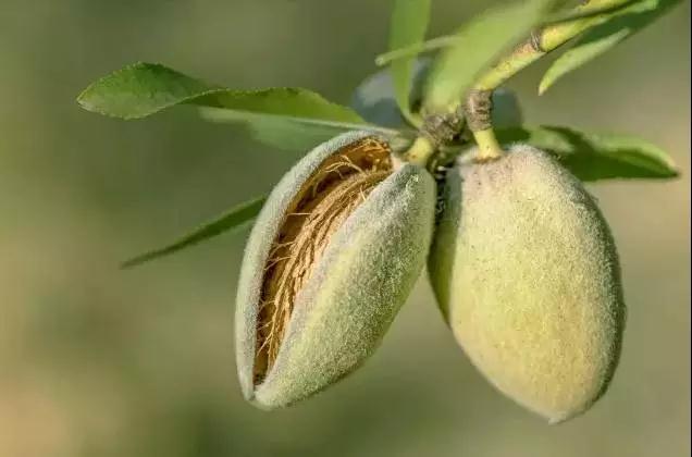 我们过年常吃的“大杏仁”原来不是杏核，你知道是什么的果实吗？